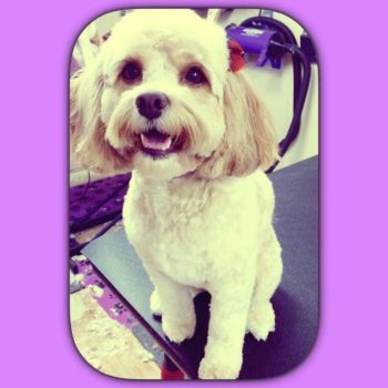 All Breed Dog Grooming & Pet Supply